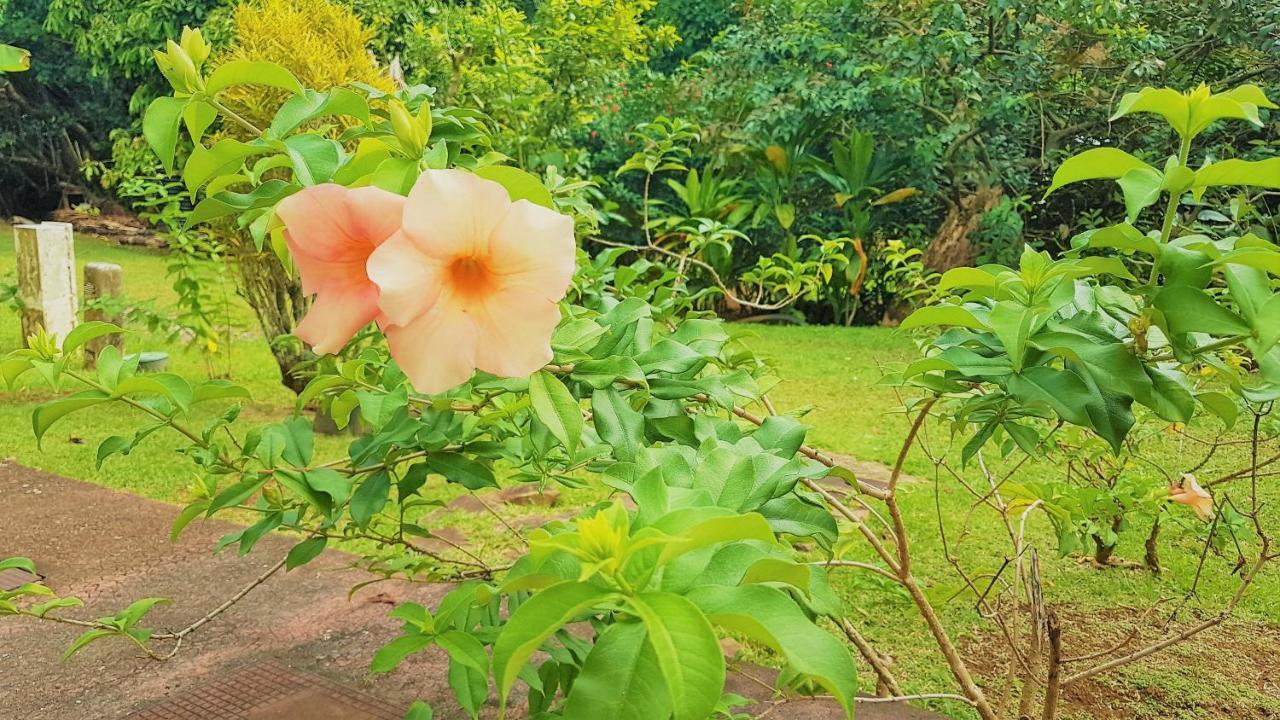 Huahine - Tipanier House Villa Haapu Eksteriør billede